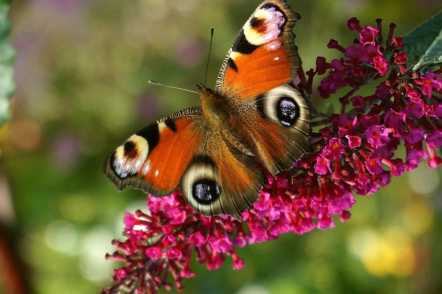Zwiedzanie ogrodów motyli